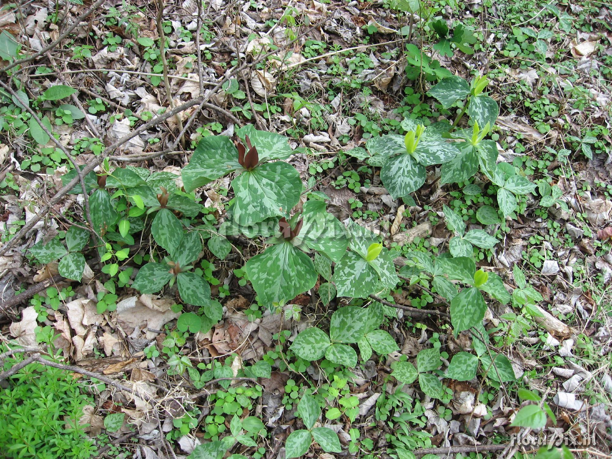 Trillium luteum variation