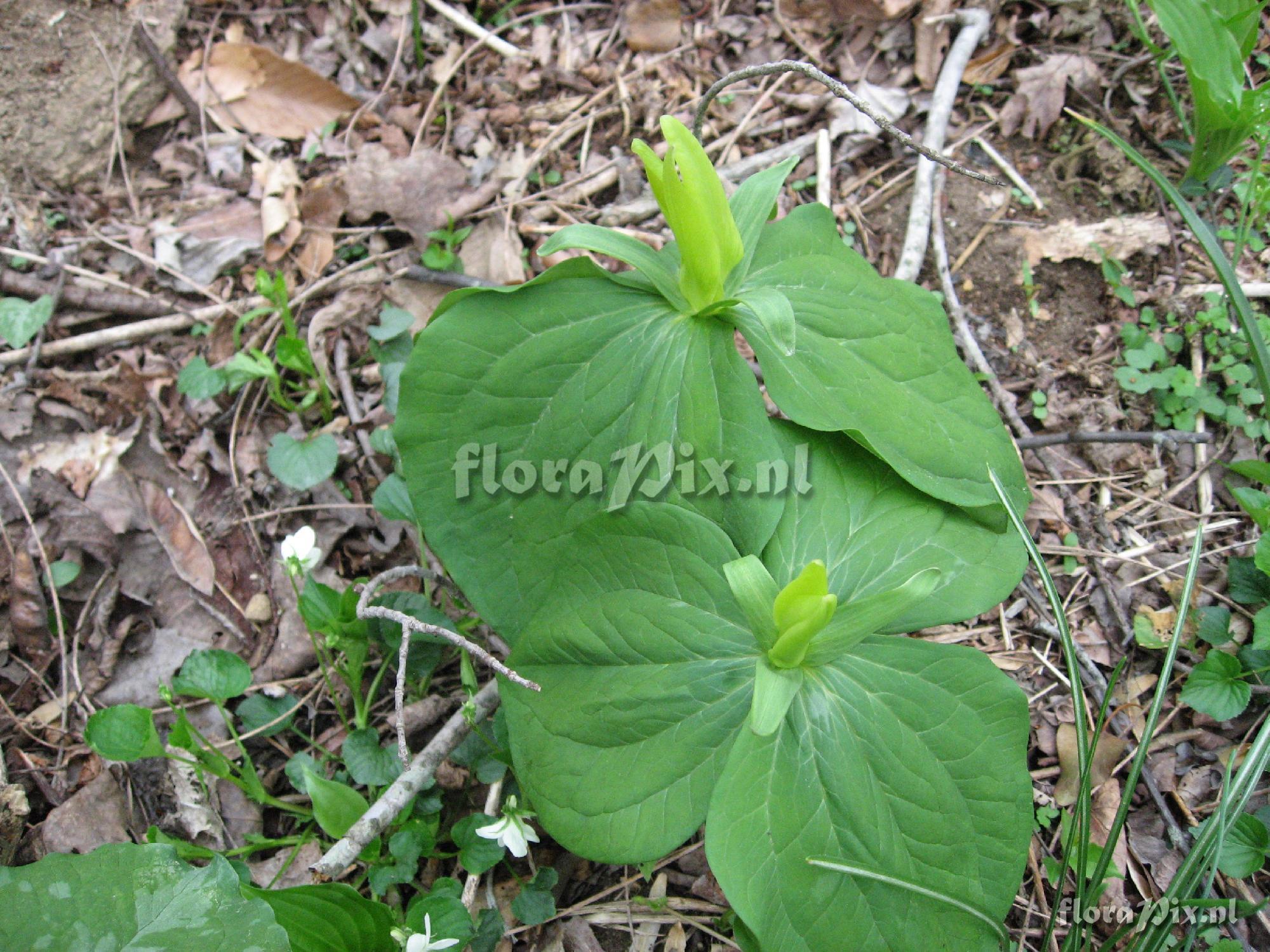 Trillium luteum Clump 1