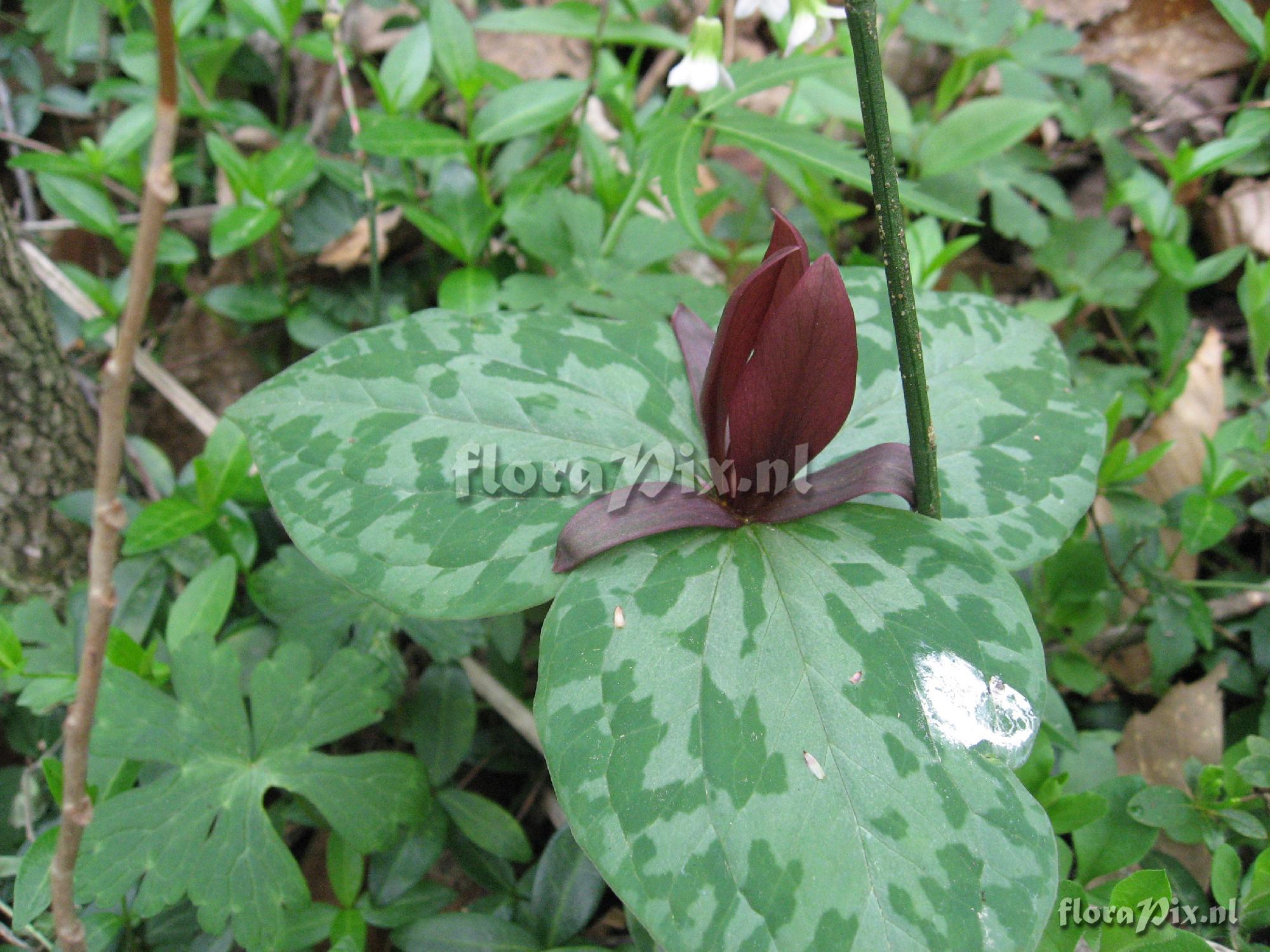 Trillium luteum variation