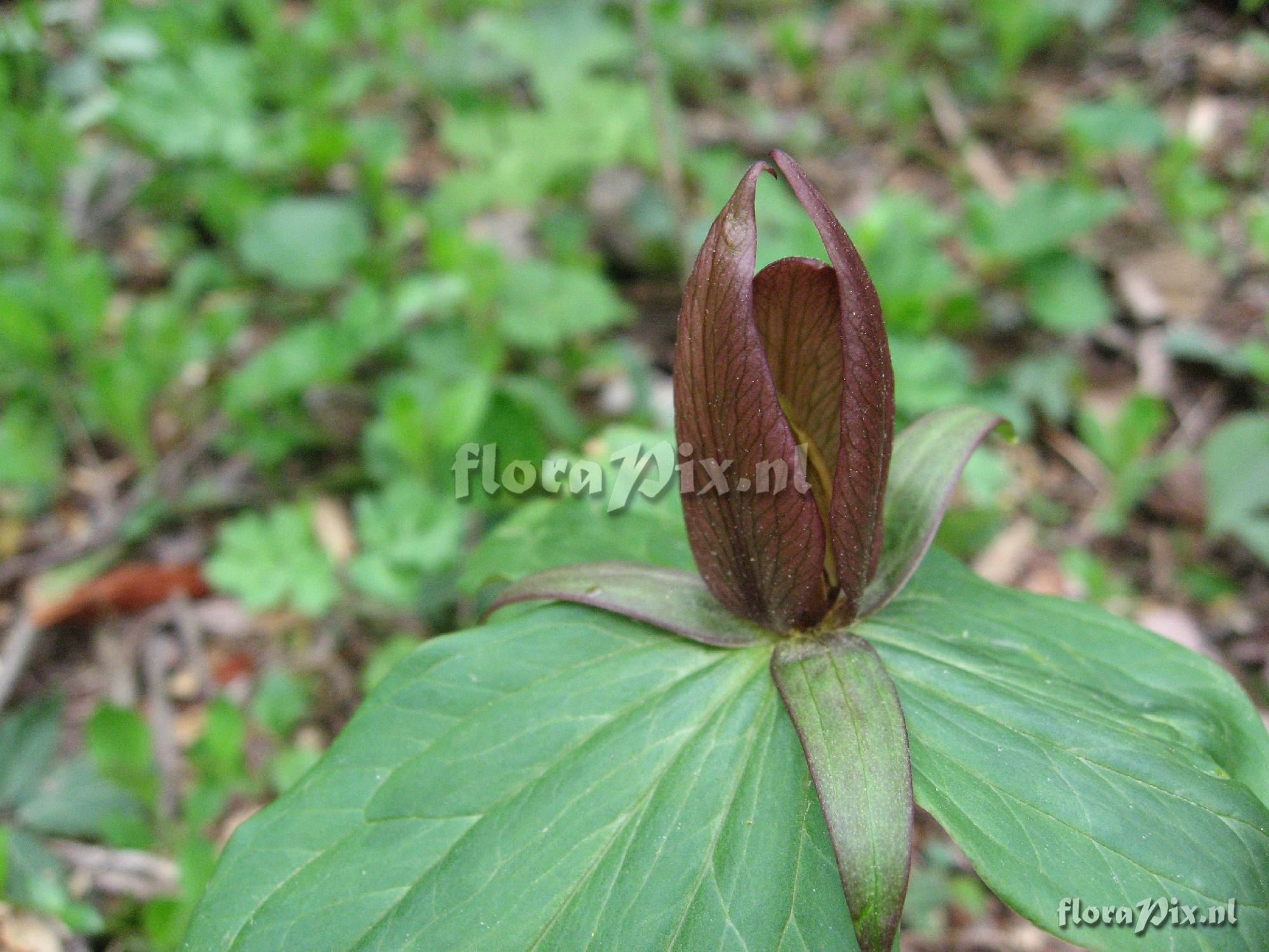 Trillium luteum Clump 2