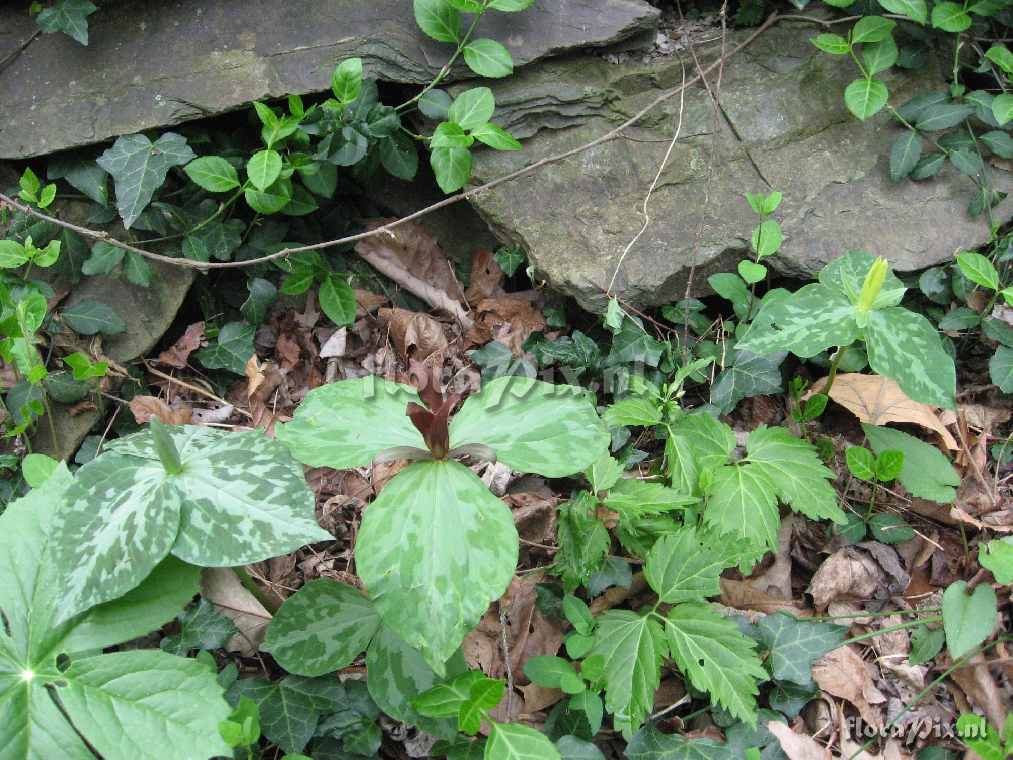 Trillium luteum Clump 2