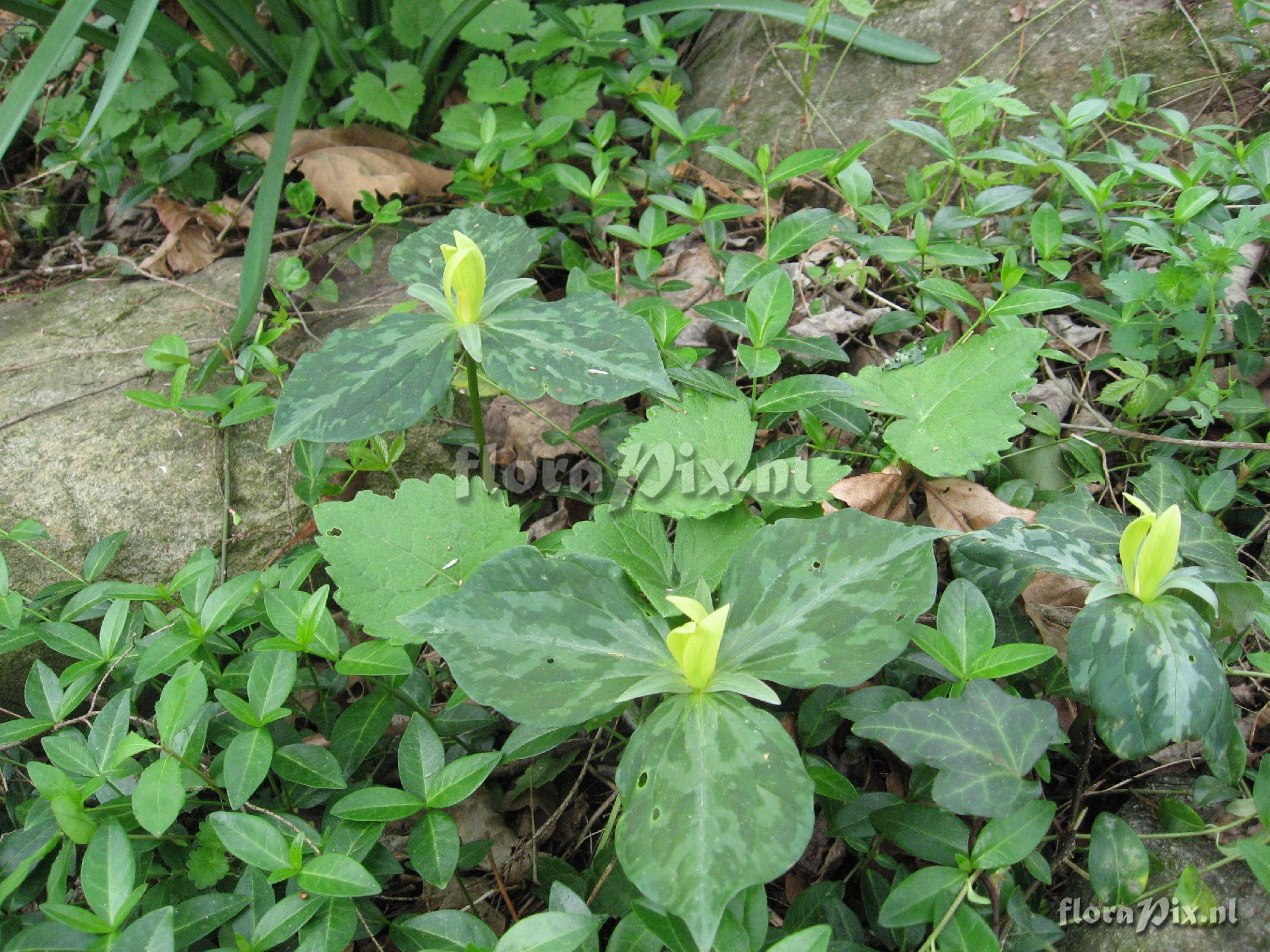 Trillium luteum variation