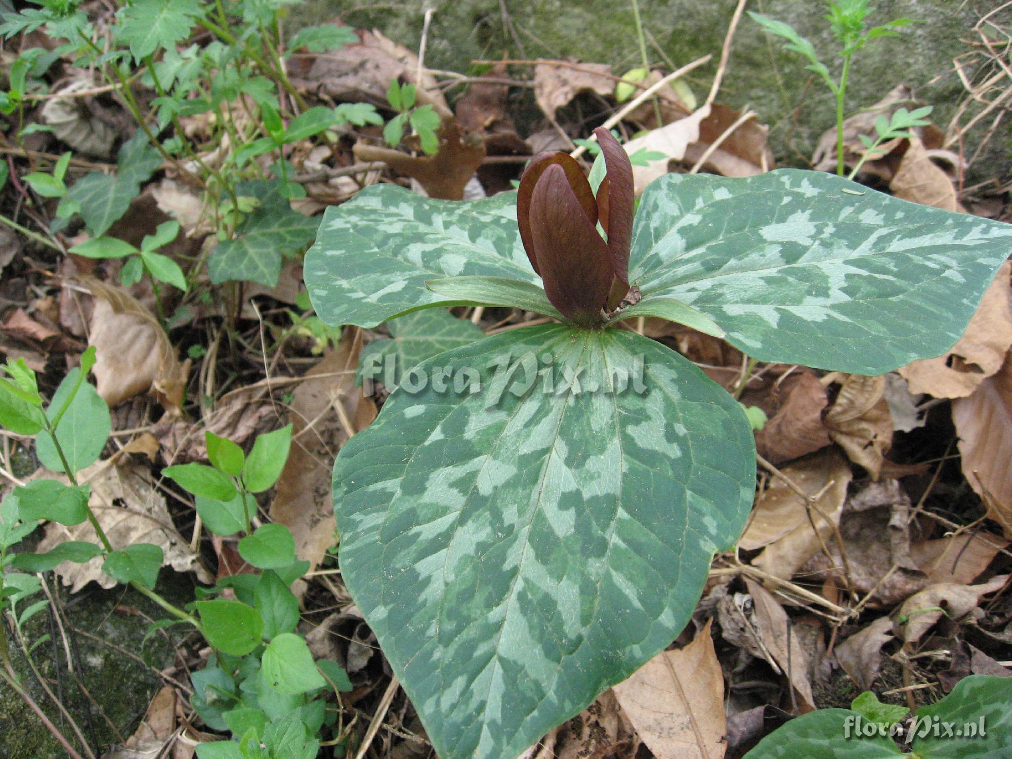 Trillium luteum Clump 1