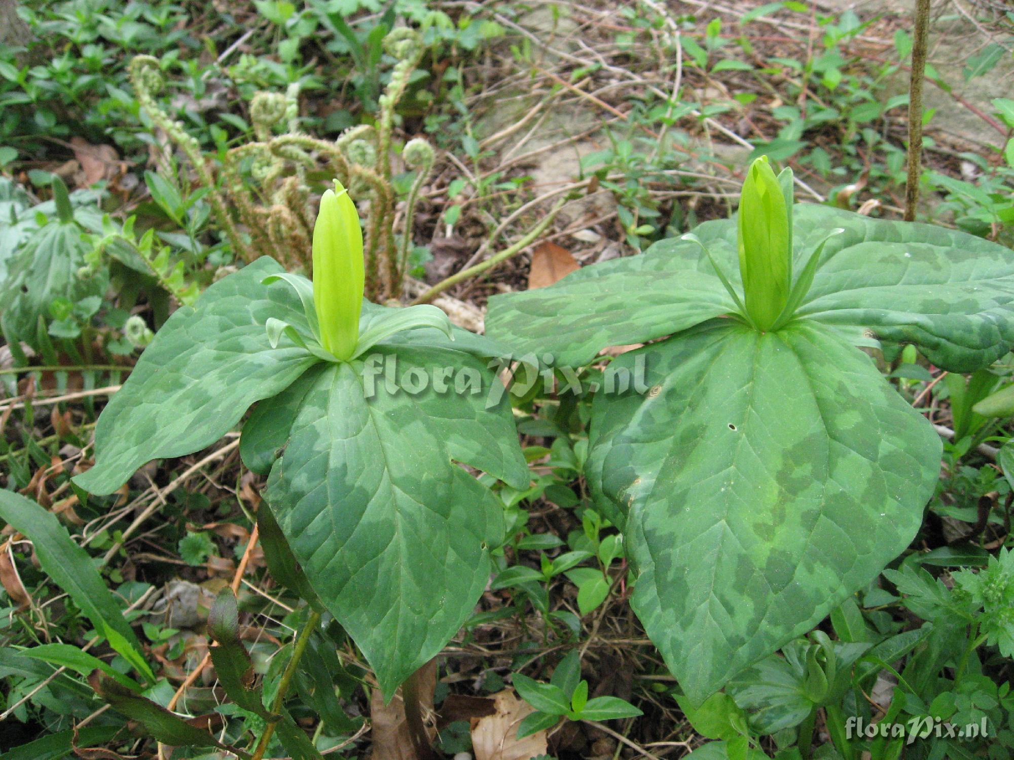 Trillium luteum Clump 2