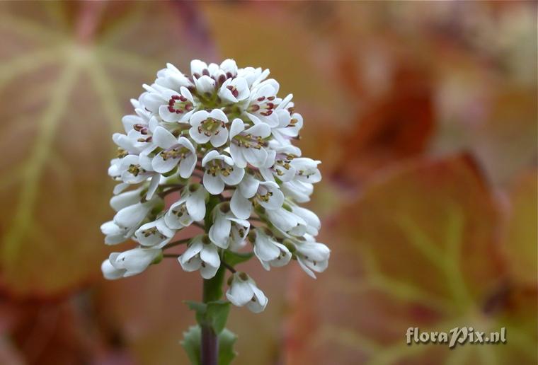 Thlaspi close-up