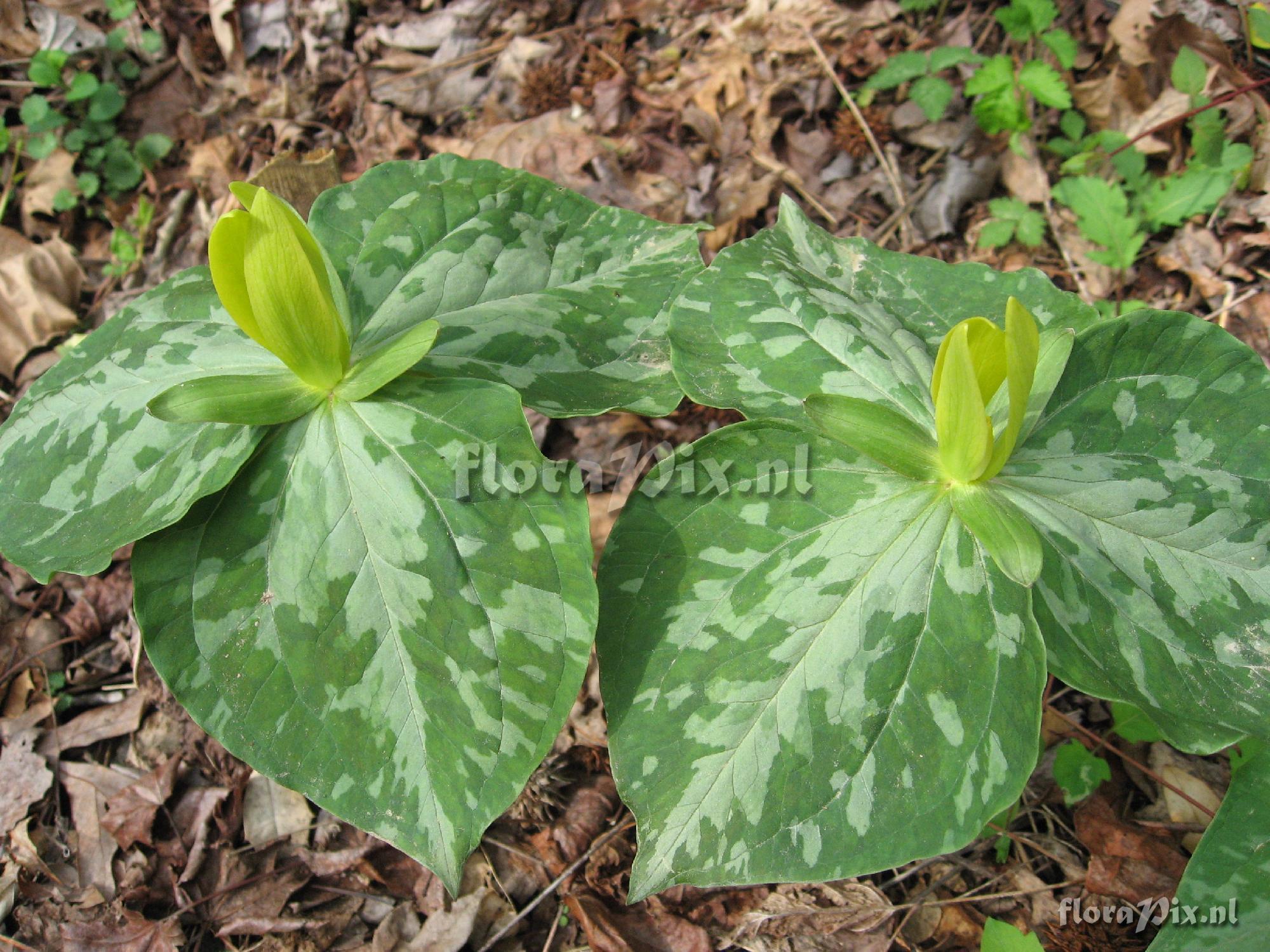 Trillium luteum Clump 2