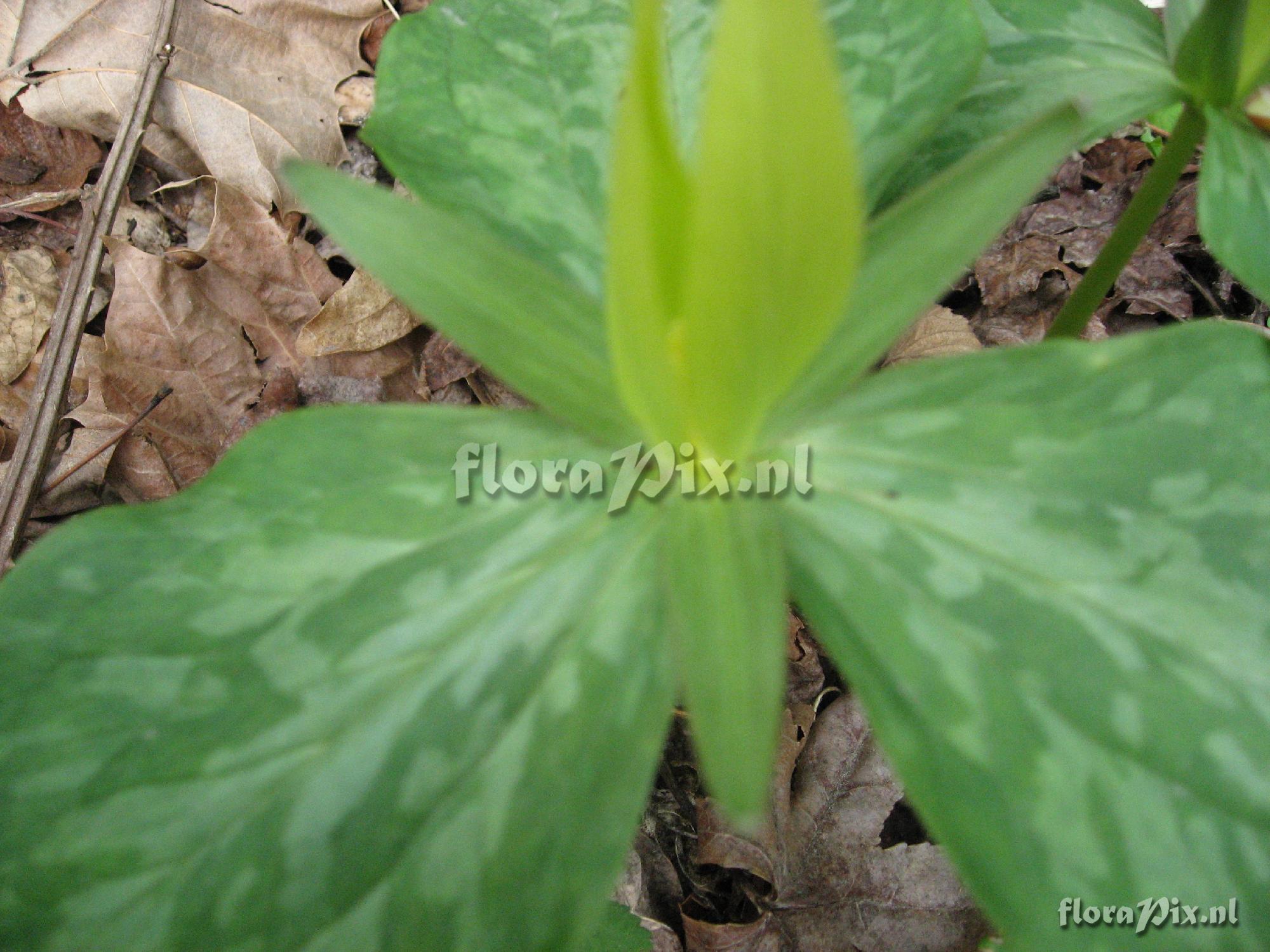 Trillium luteum Clump 1