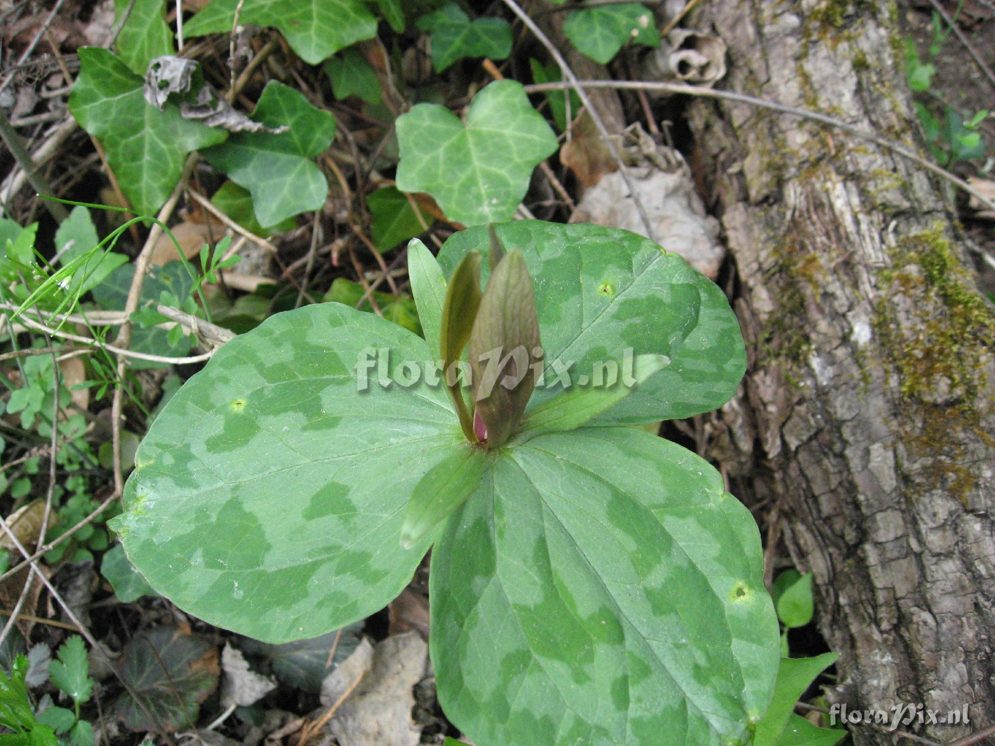 Trillium luteum Clump 2