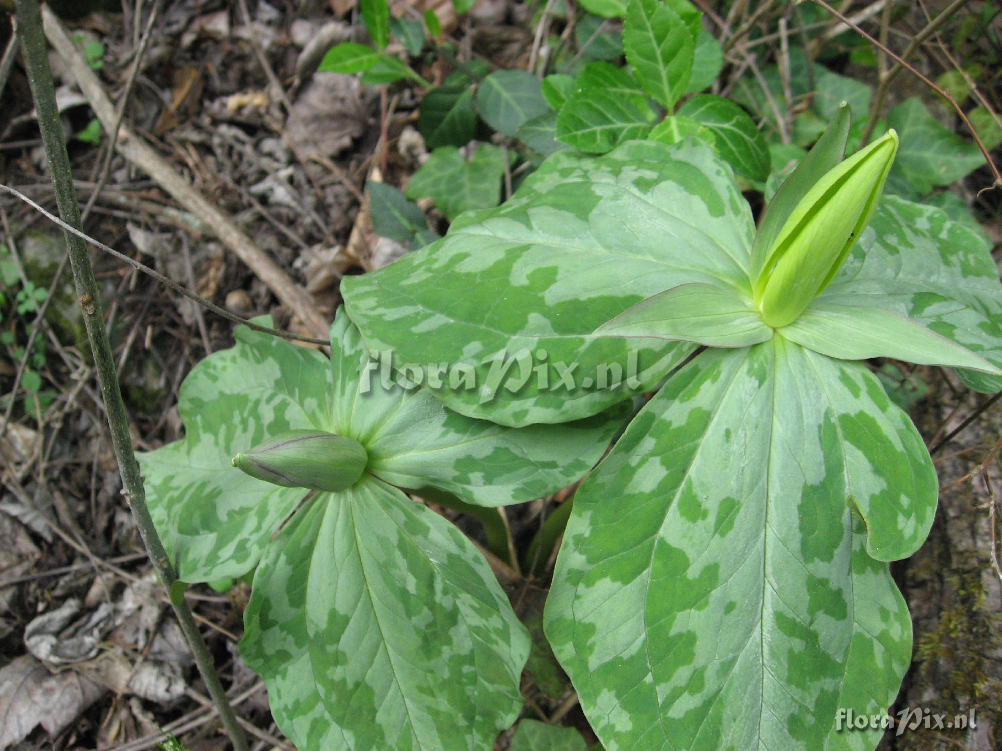 Trillium luteum Clump 1