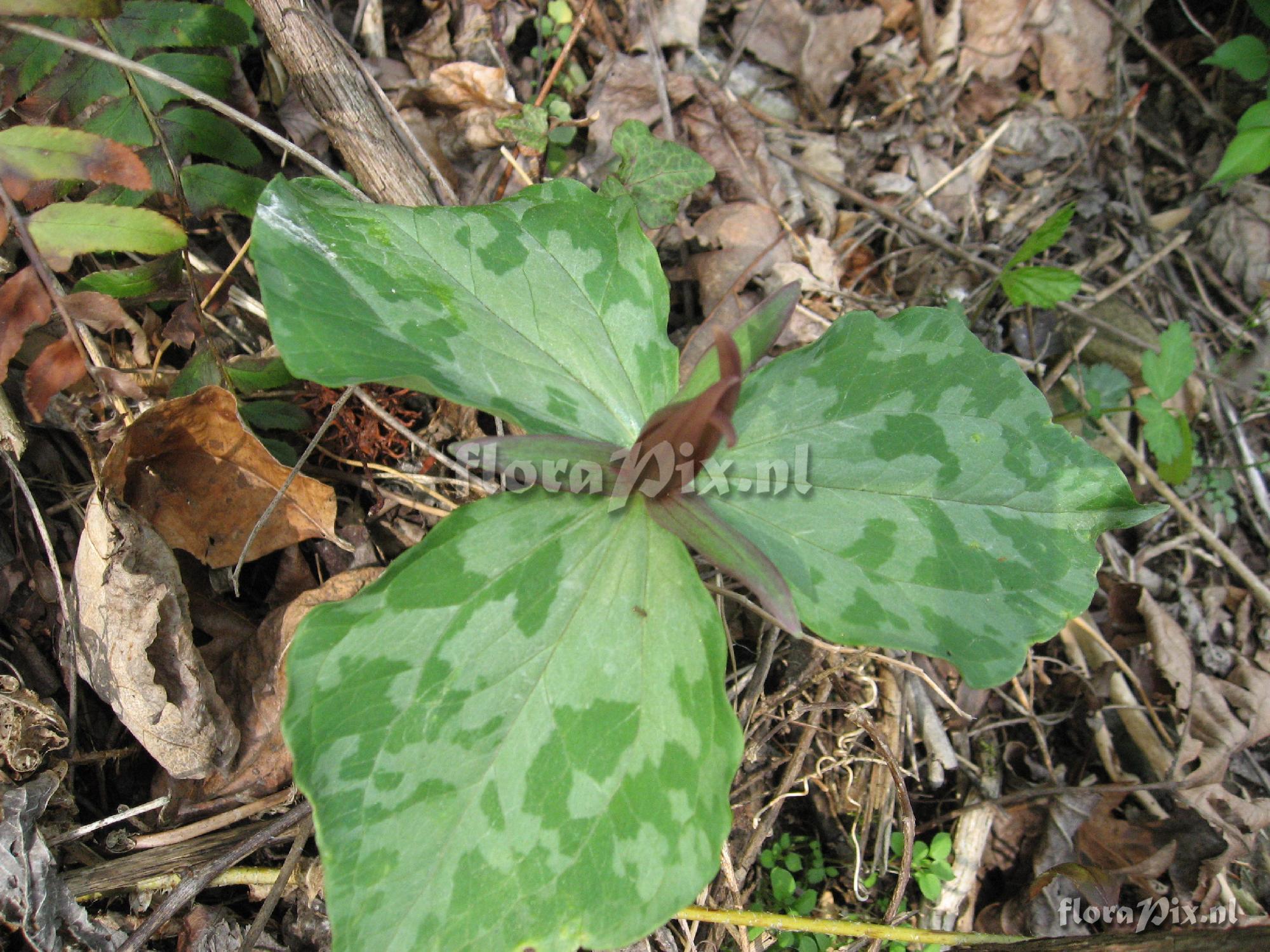 Trillium luteum Clump 1