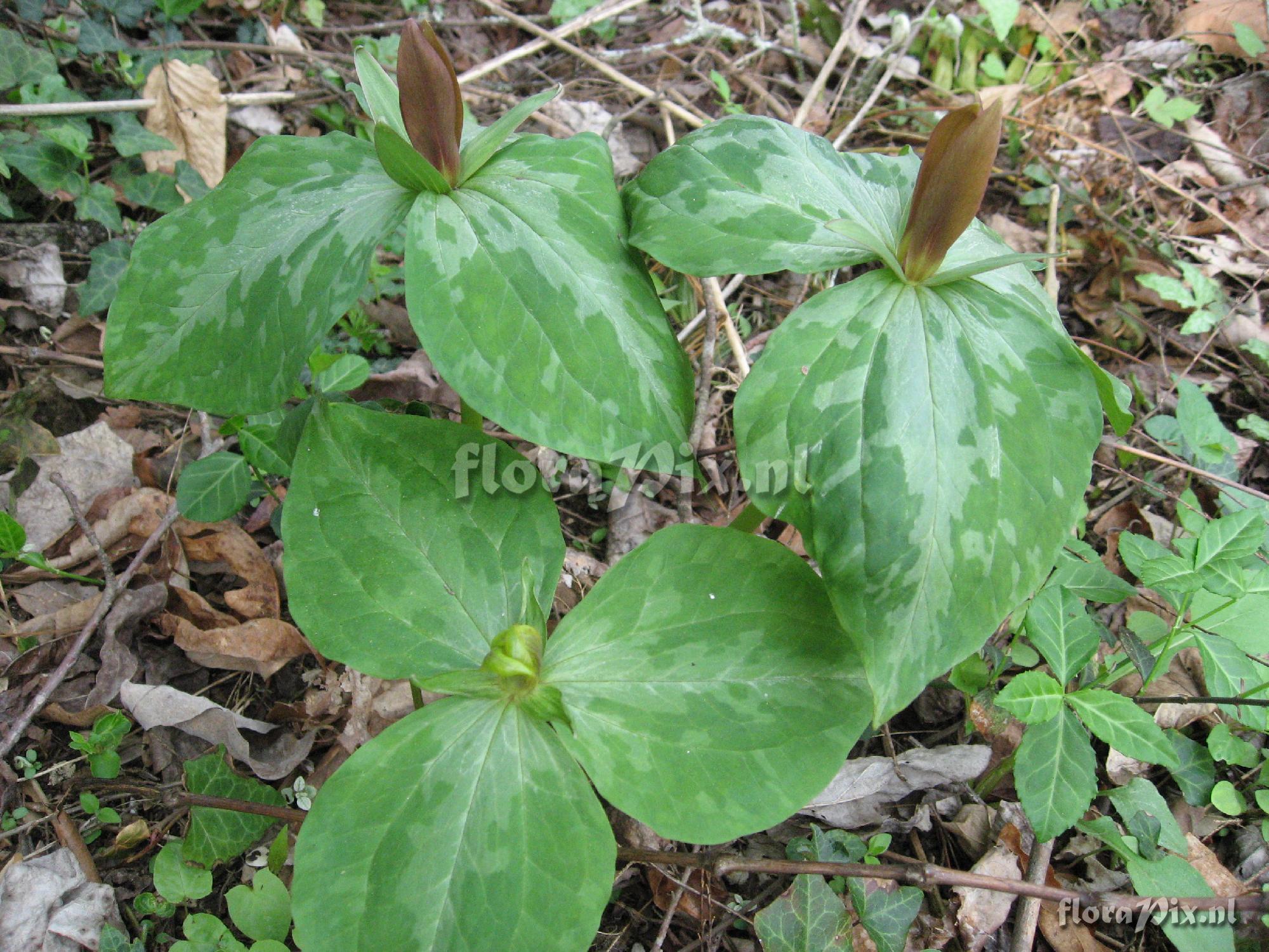 Trillium luteum variation