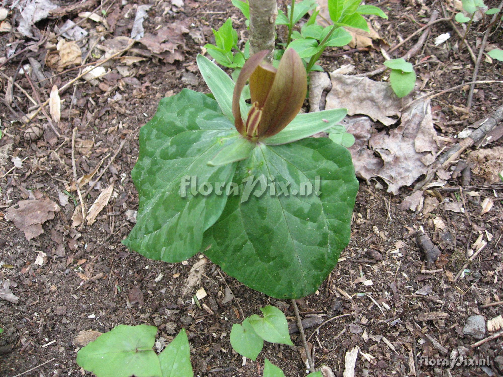 Trillium luteum variation