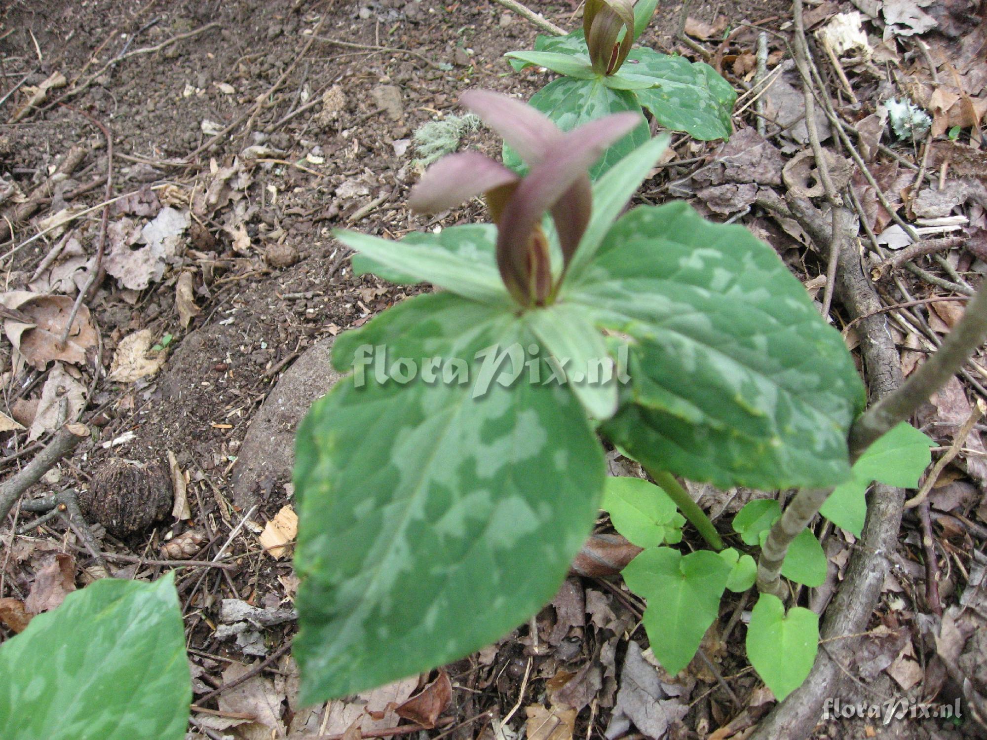 Trillium luteum Clump 2