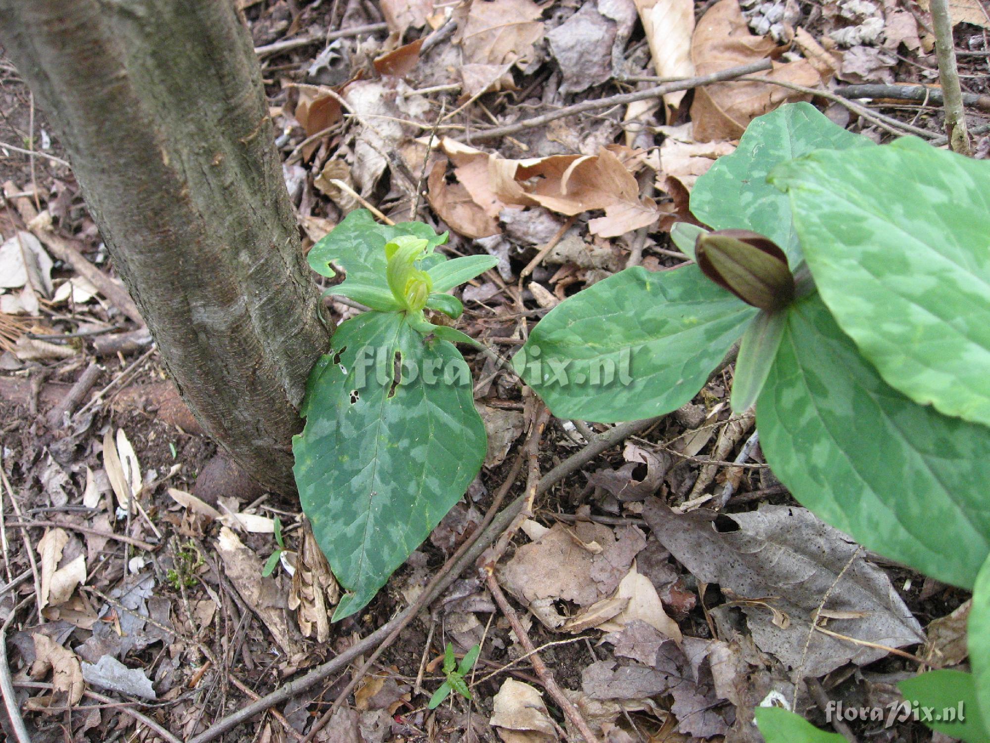 Trillium luteum Clump 1