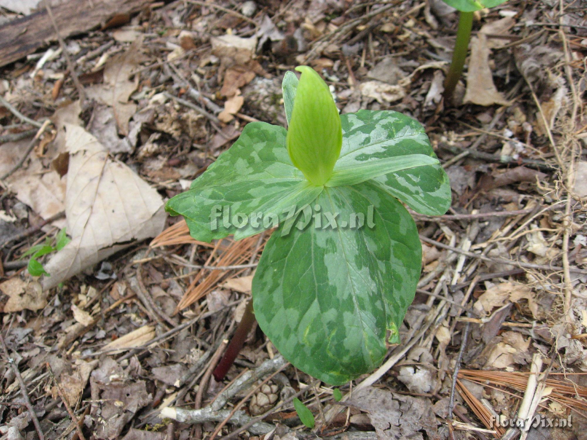 Trillium luteum Clump 2