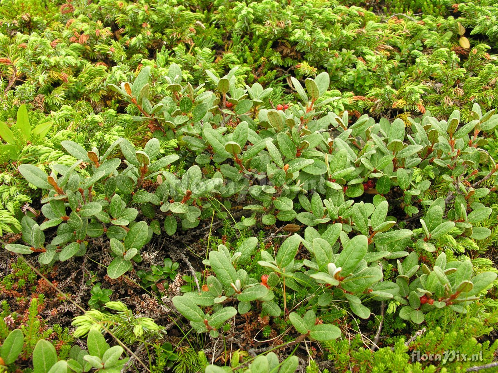 Shepherdia canadensis var. prostrata