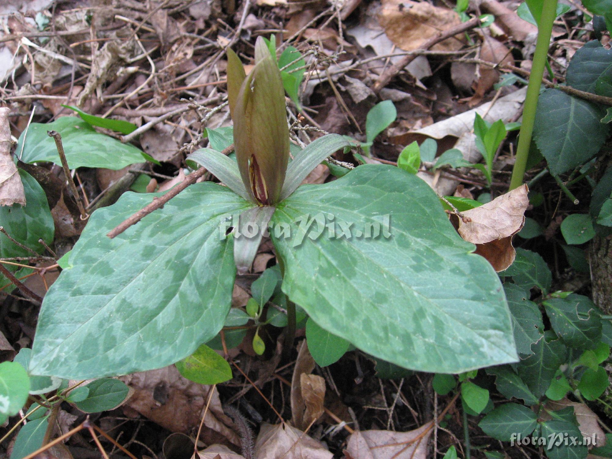 Trillium luteum Clump 1