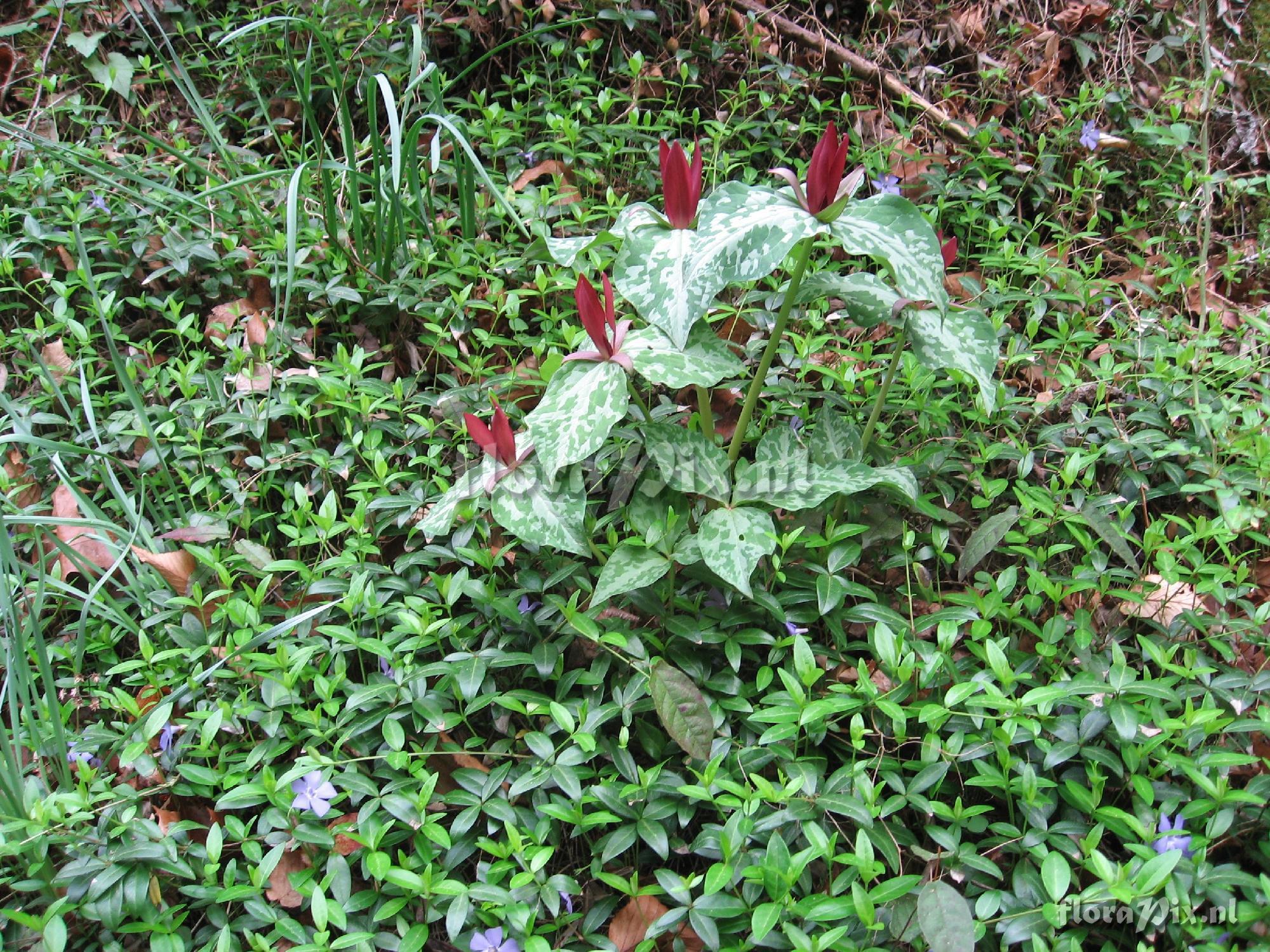 Trillium luteum variation