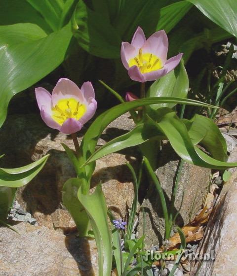 Tulipa saxatilis