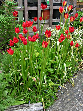 Tulipa sprengeri