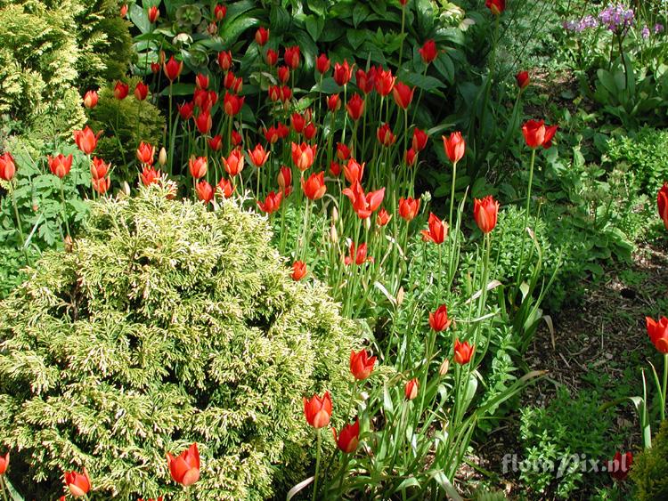 Tulipa sprengeri