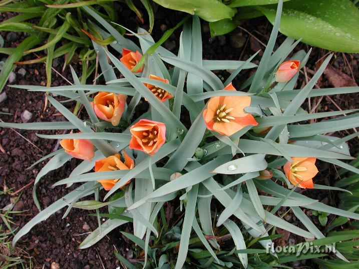 Tulipa batalinii 