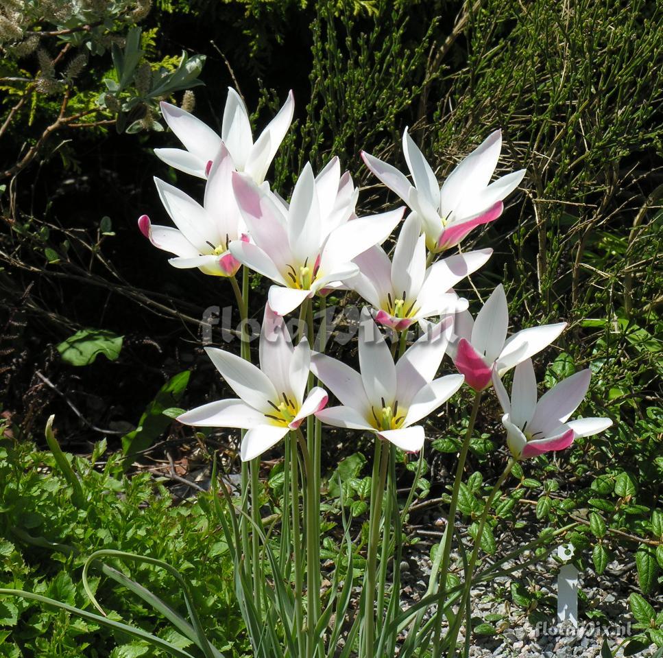 Tulipa clusiana 