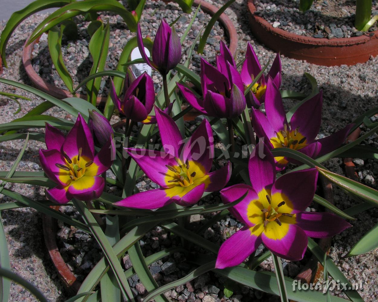 Tulipa humilis 