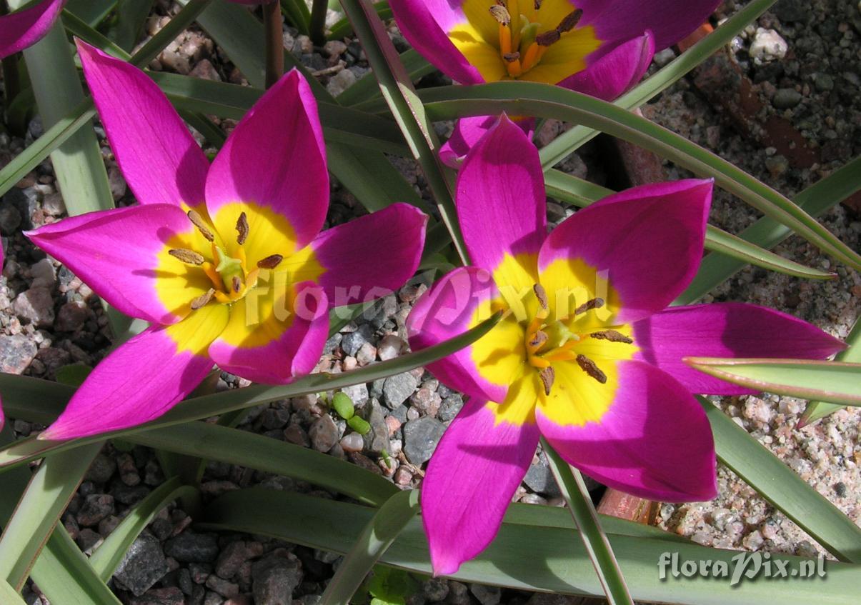 Tulipa humilis 