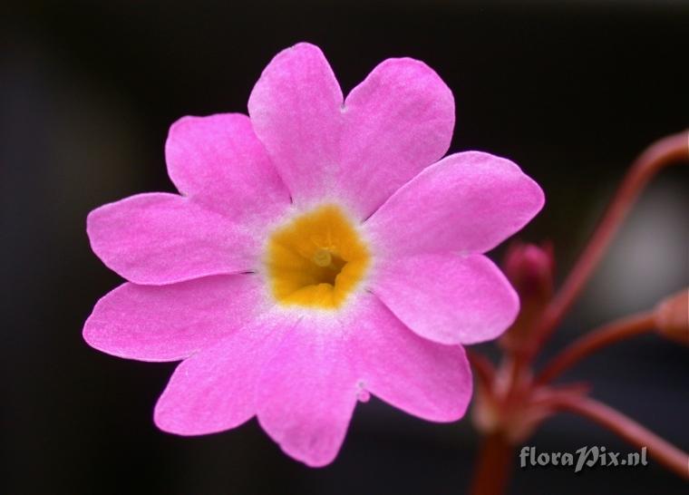 Primula clarkei