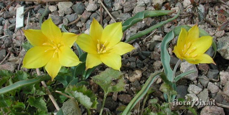 Tulipa kolpakowskiana 