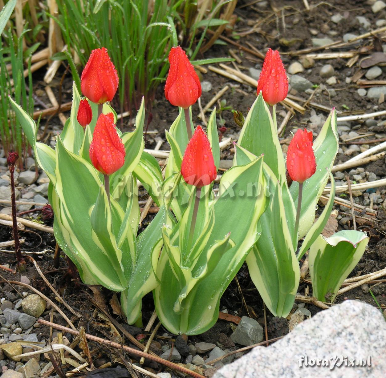 Tulipa praestans 