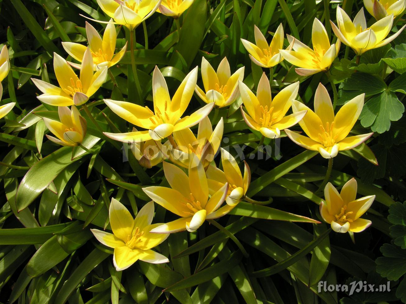 Tulipa tarda