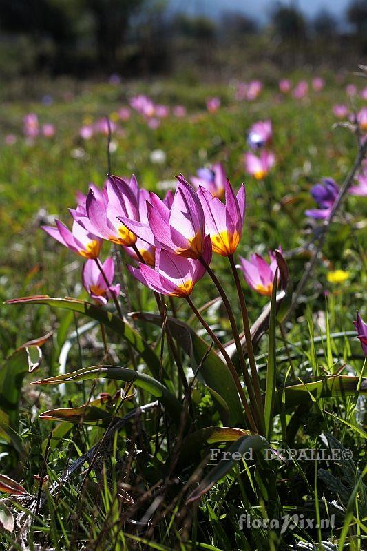 Tulipa bakeri