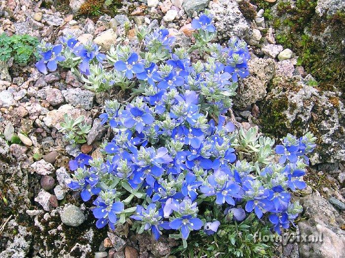 Veronica bombycina var. froediniana