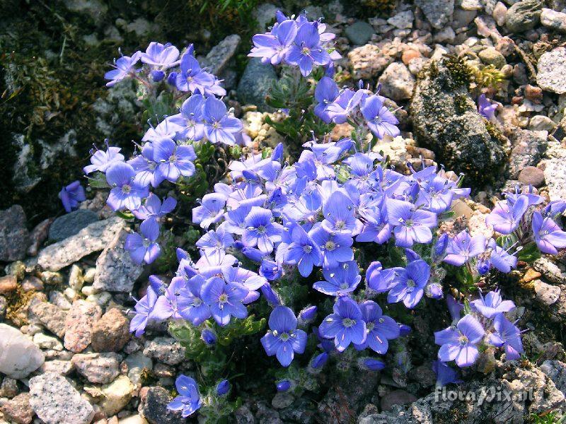 Veronica caespitosa