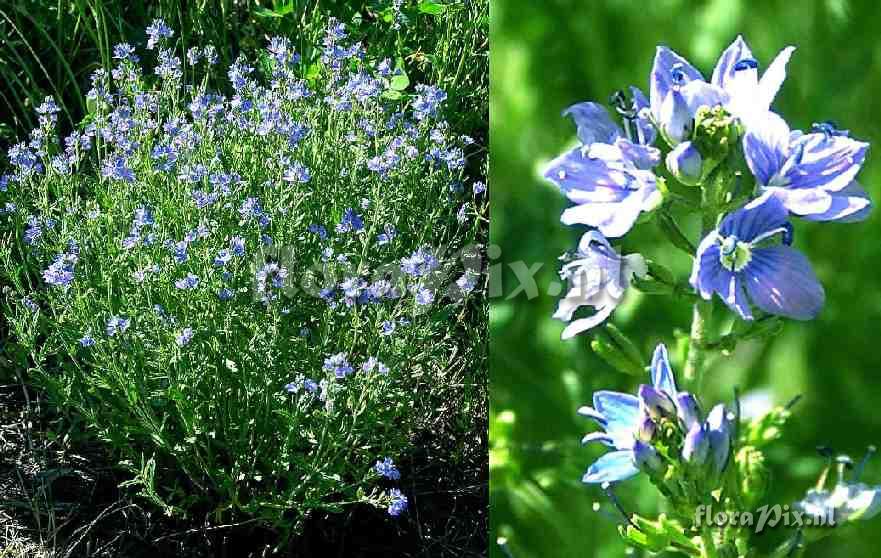 Veronica forrestii