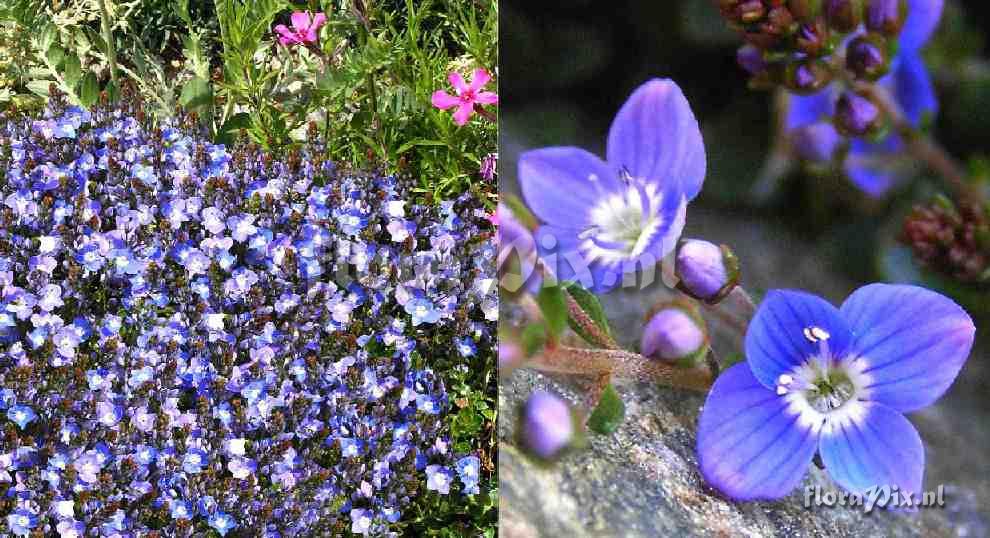 Veronica liwanensis