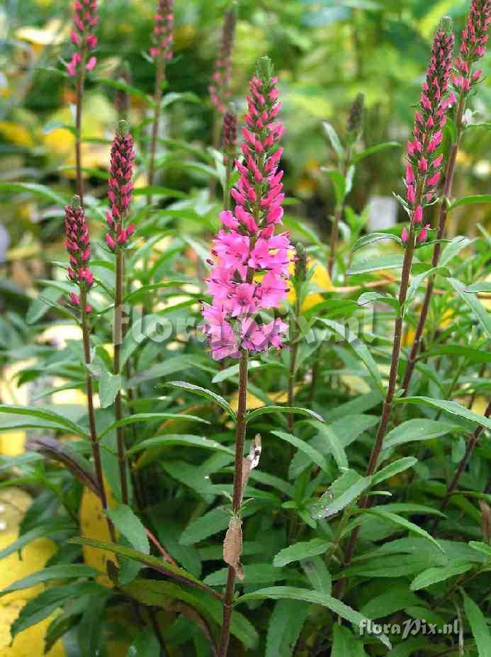 Veronica spicata 