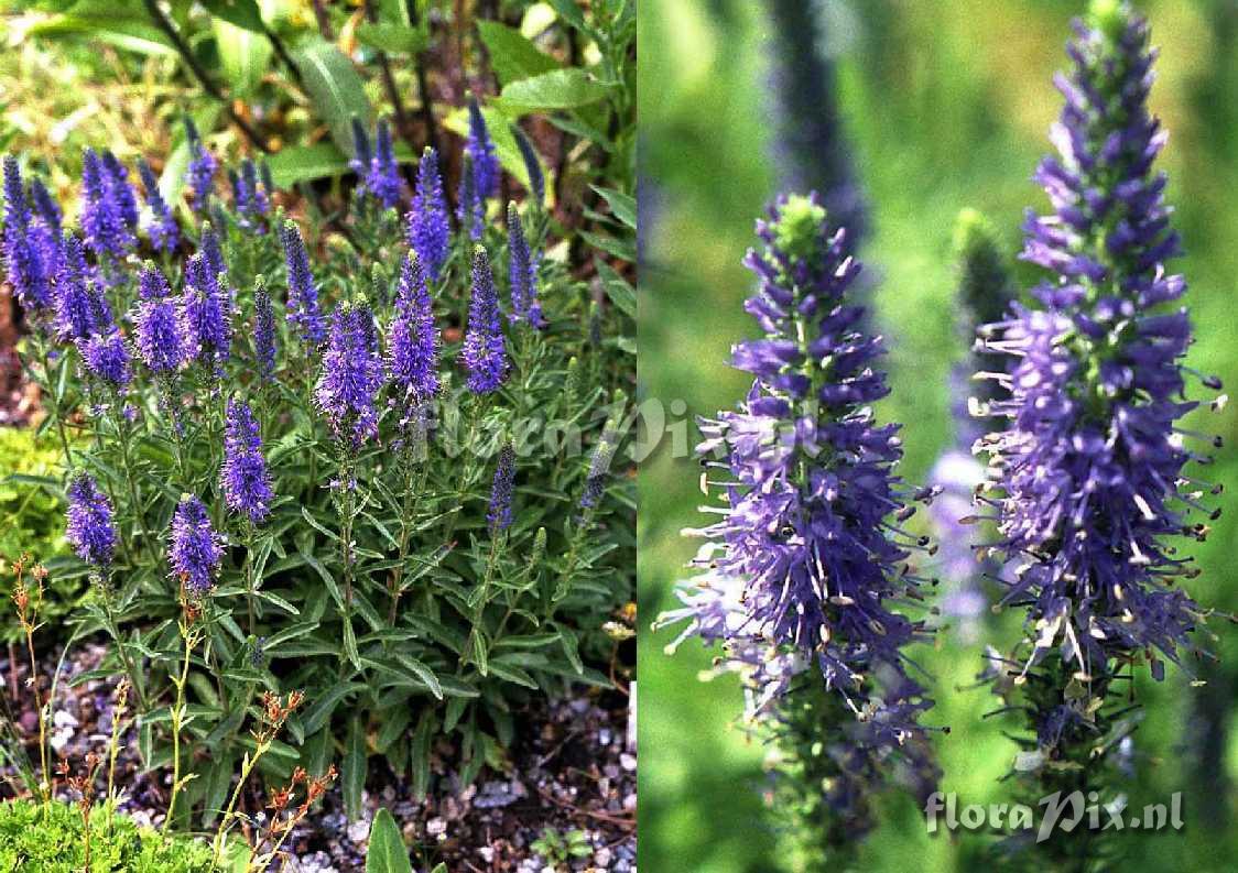 Veronica spicata 