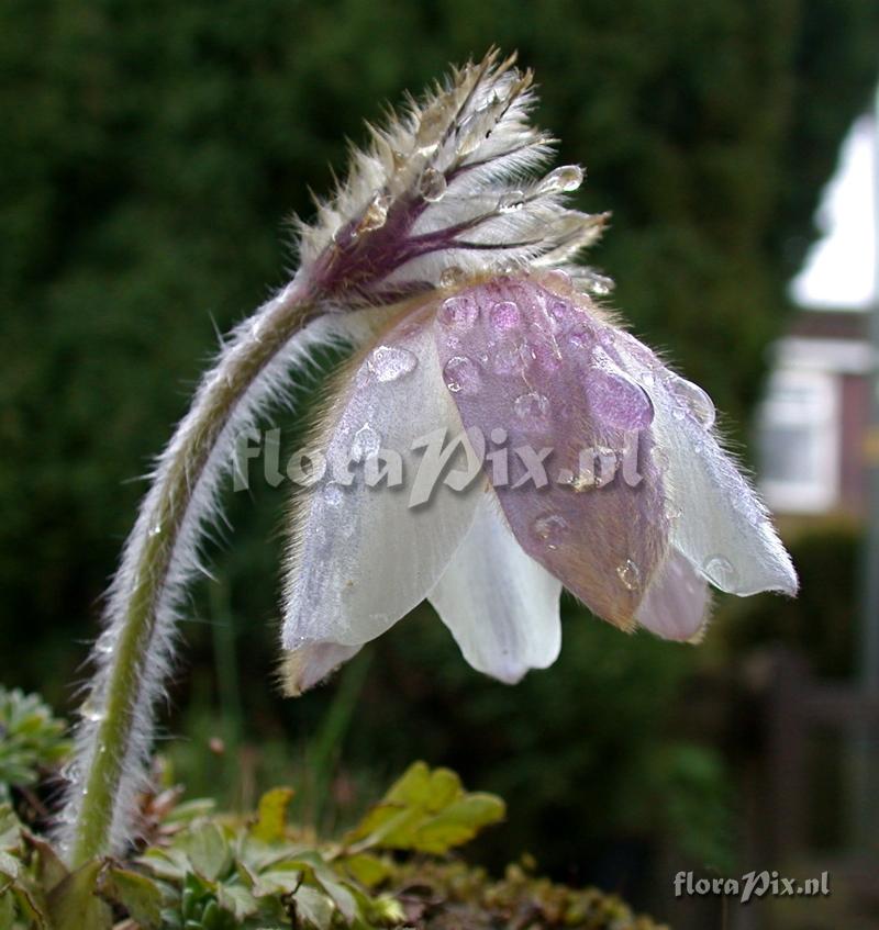 Pulsatilla vernalis rain-sodden bloom