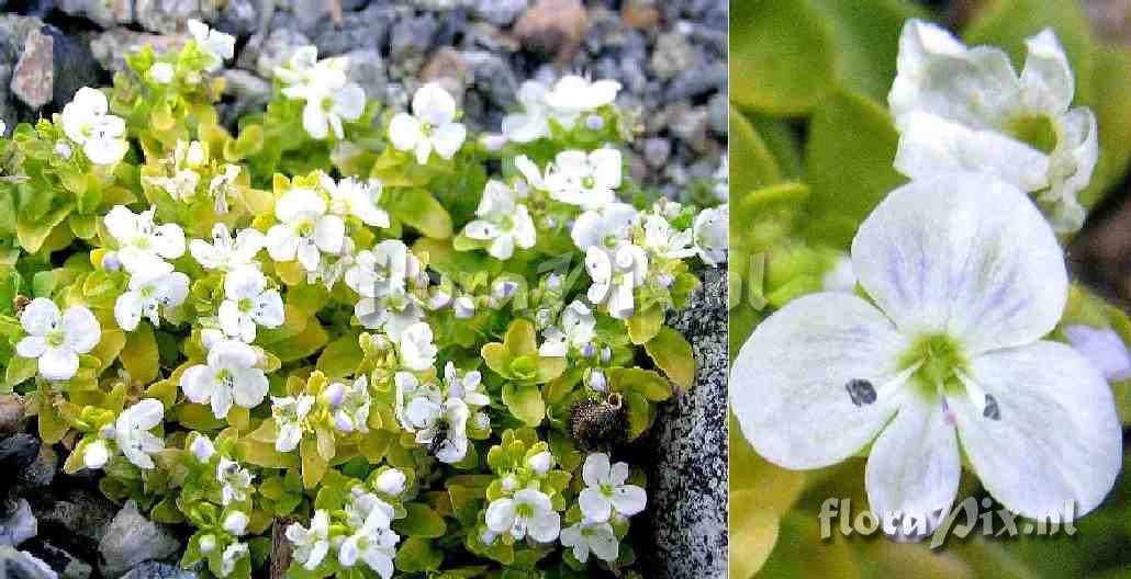 Veronica repens 