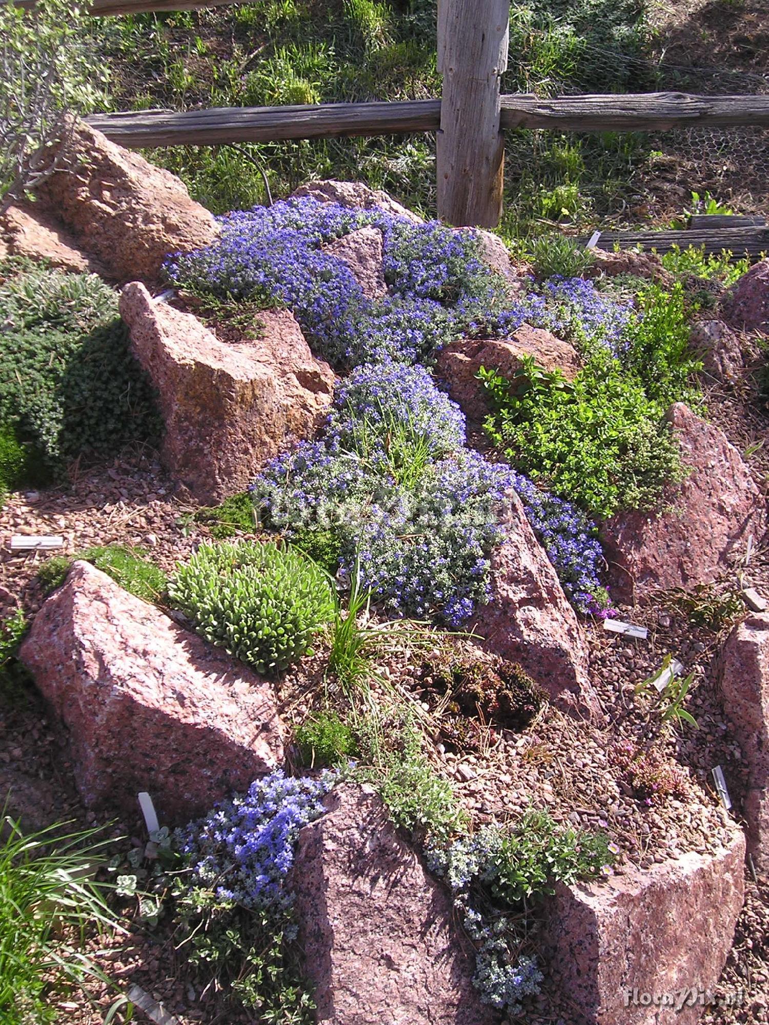 Veronica thymoides var. pseudocinerea