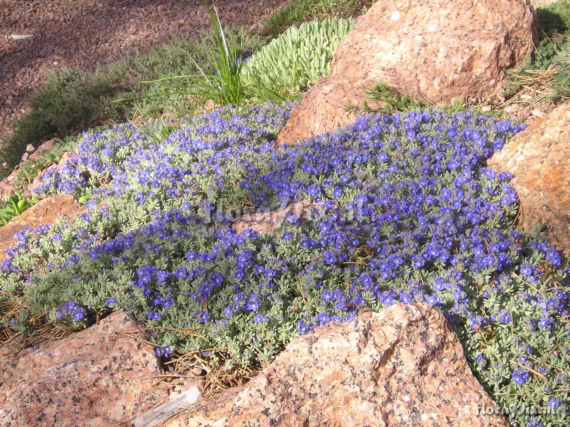 Veronica thymoides var. pseudocinerea (closeup)