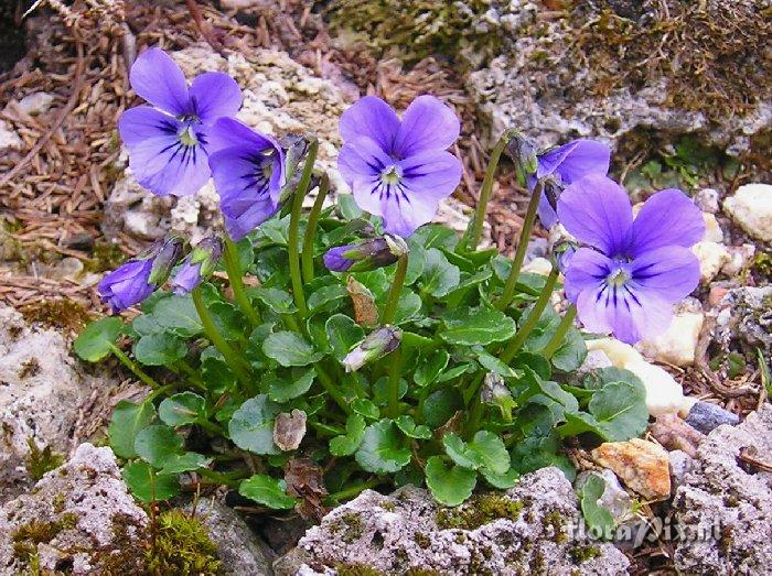 Viola alpina