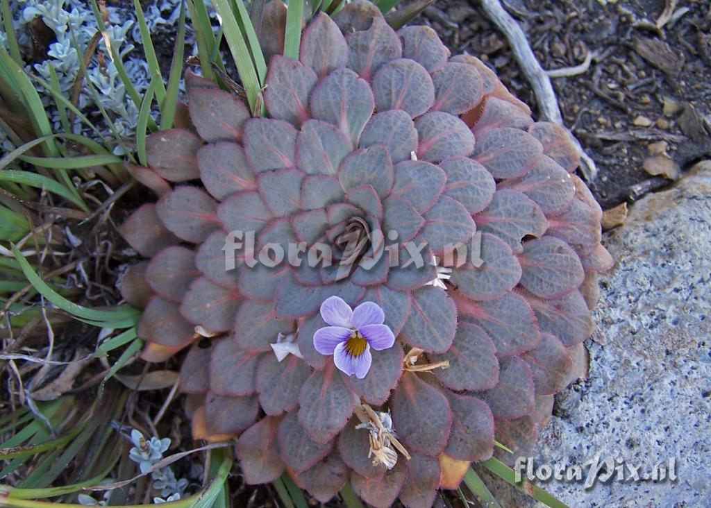 Viola atropurpurea