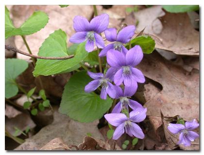 Viola conspersa