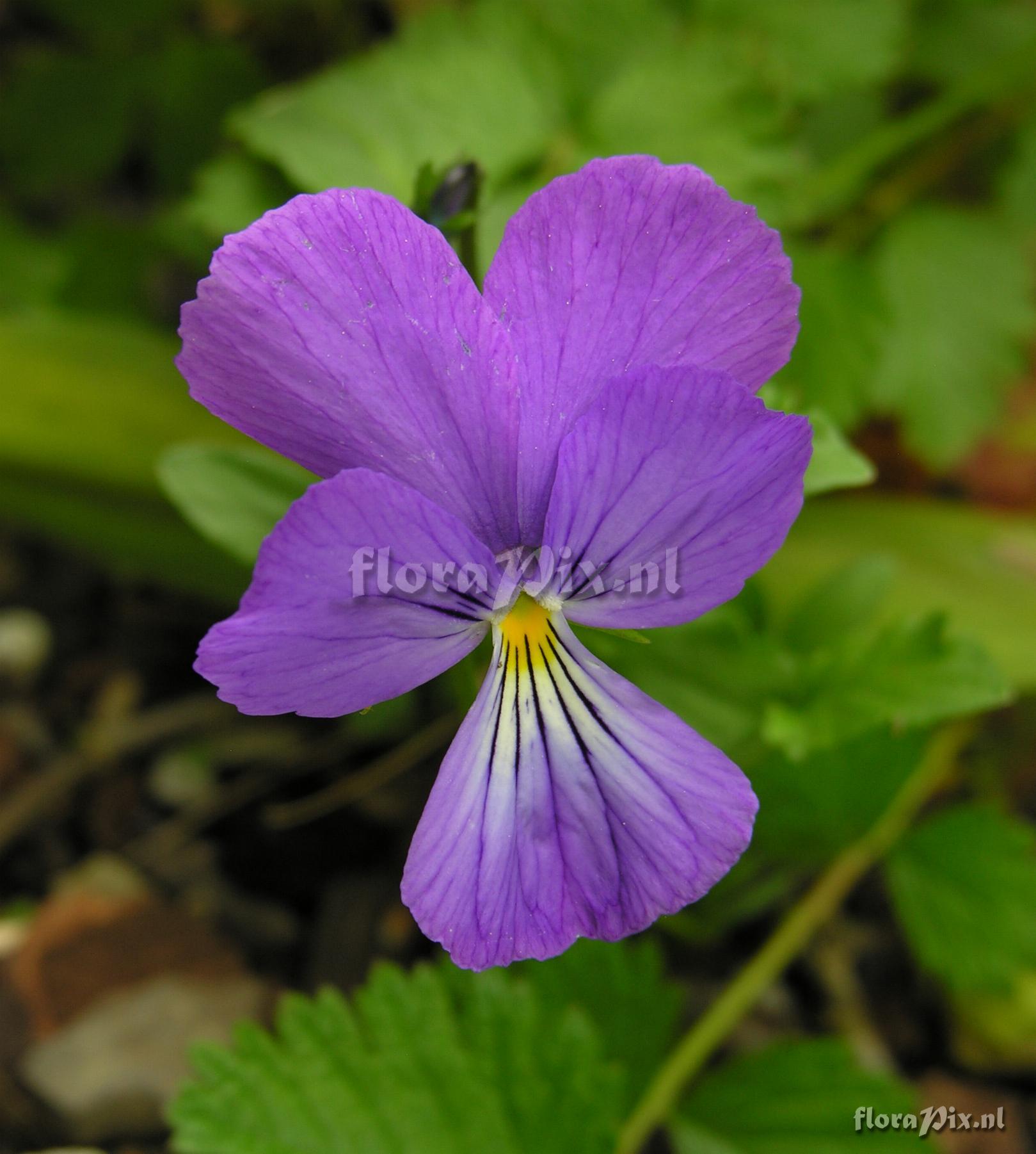 Viola corsica