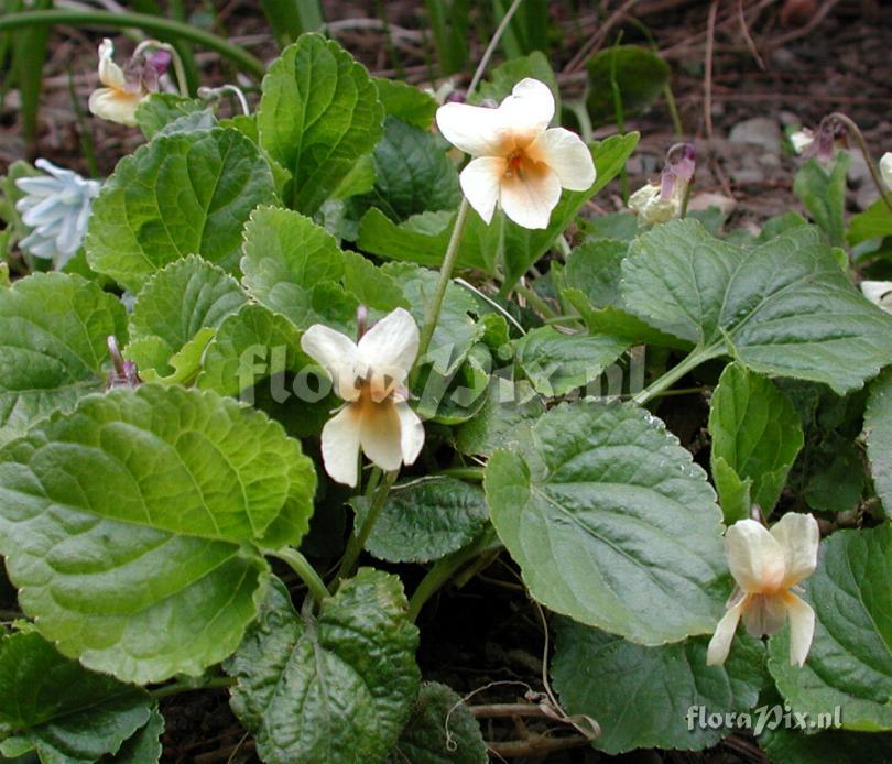 Viola odorata 