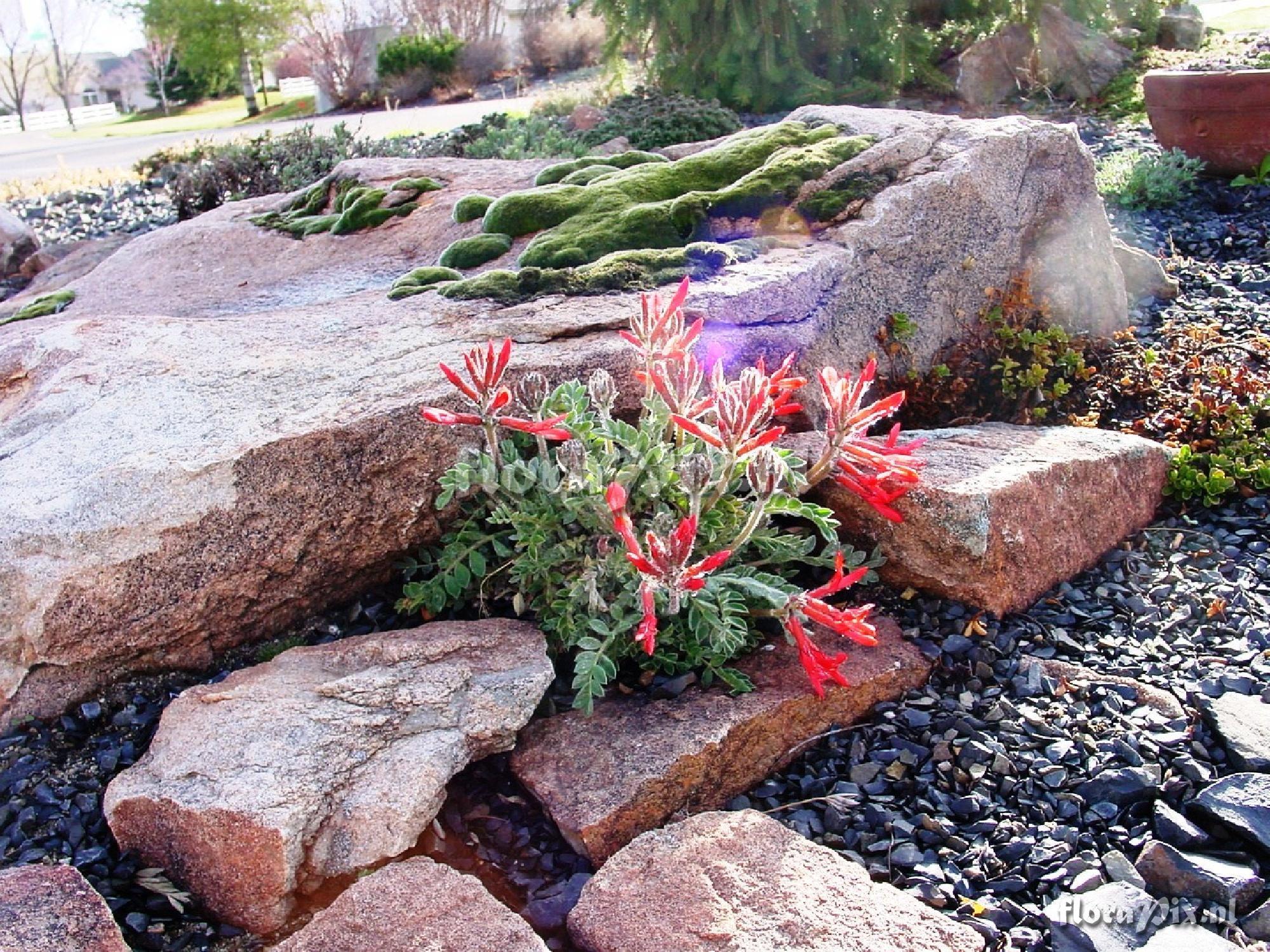 Astragalus coccineus